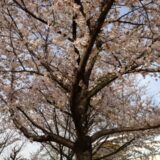 才能を開花させるために必要な条件