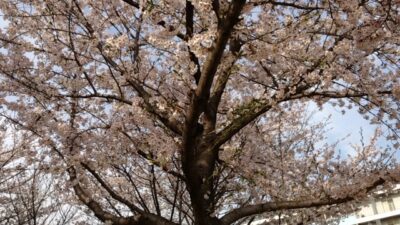 才能を開花させるために必要な条件