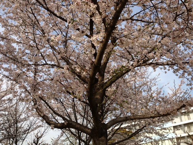 才能を開花させるために必要な条件